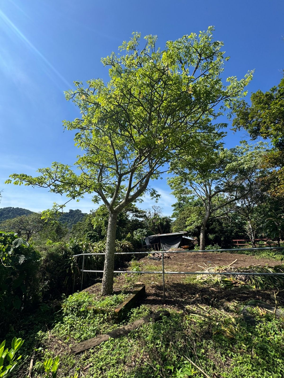 Árbol destacado en un bosque de Apaneca