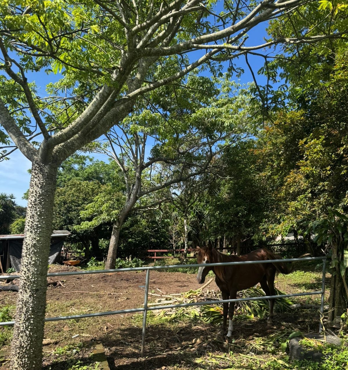 Árbol emblemático rodeado de naturaleza en Apaneca
