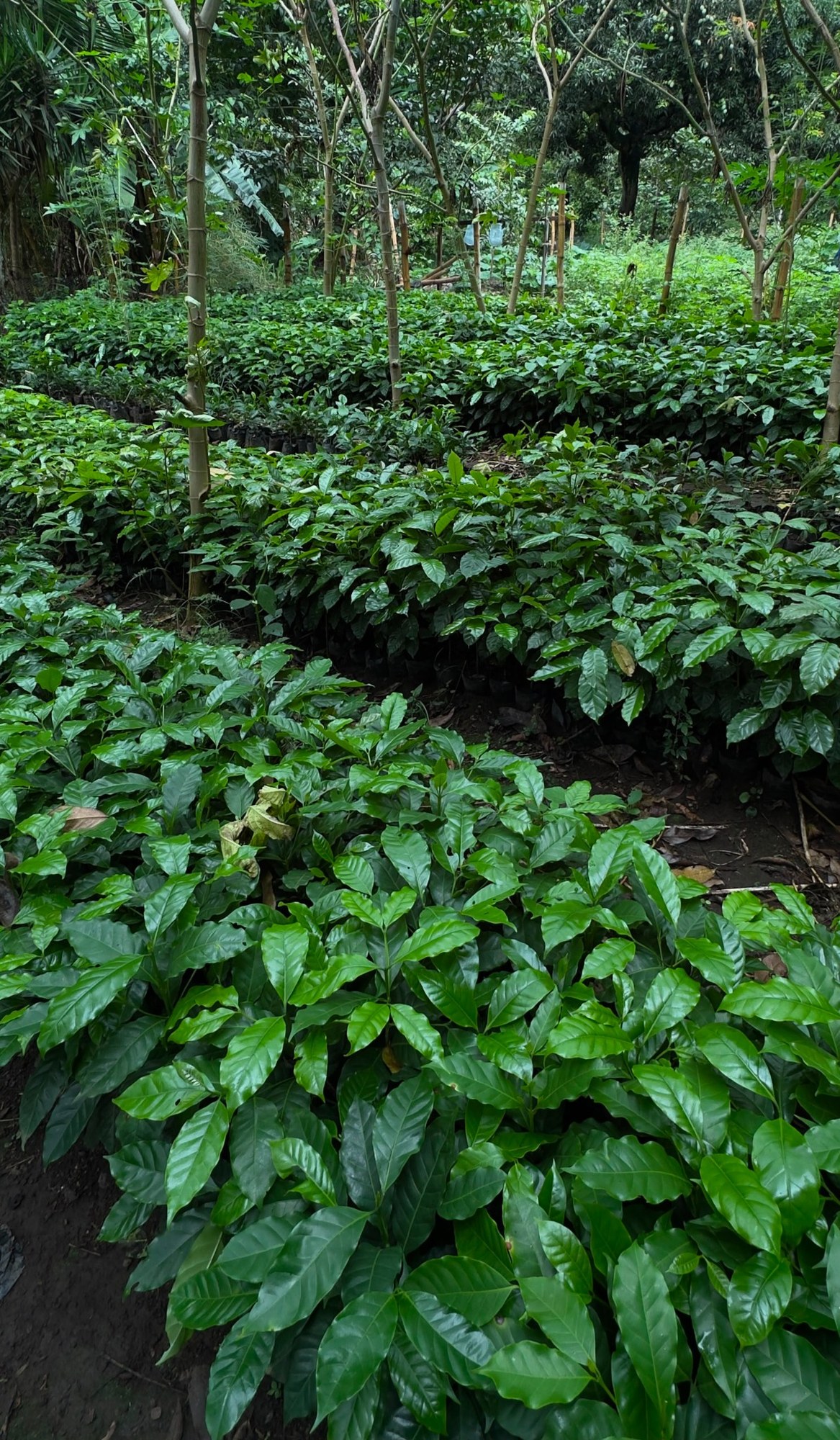 Cultivo de plantas en vivero de Apaneca