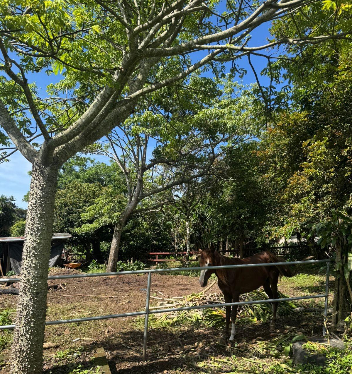 Árbol y entorno natural de la finca cafetalera en Tizapa