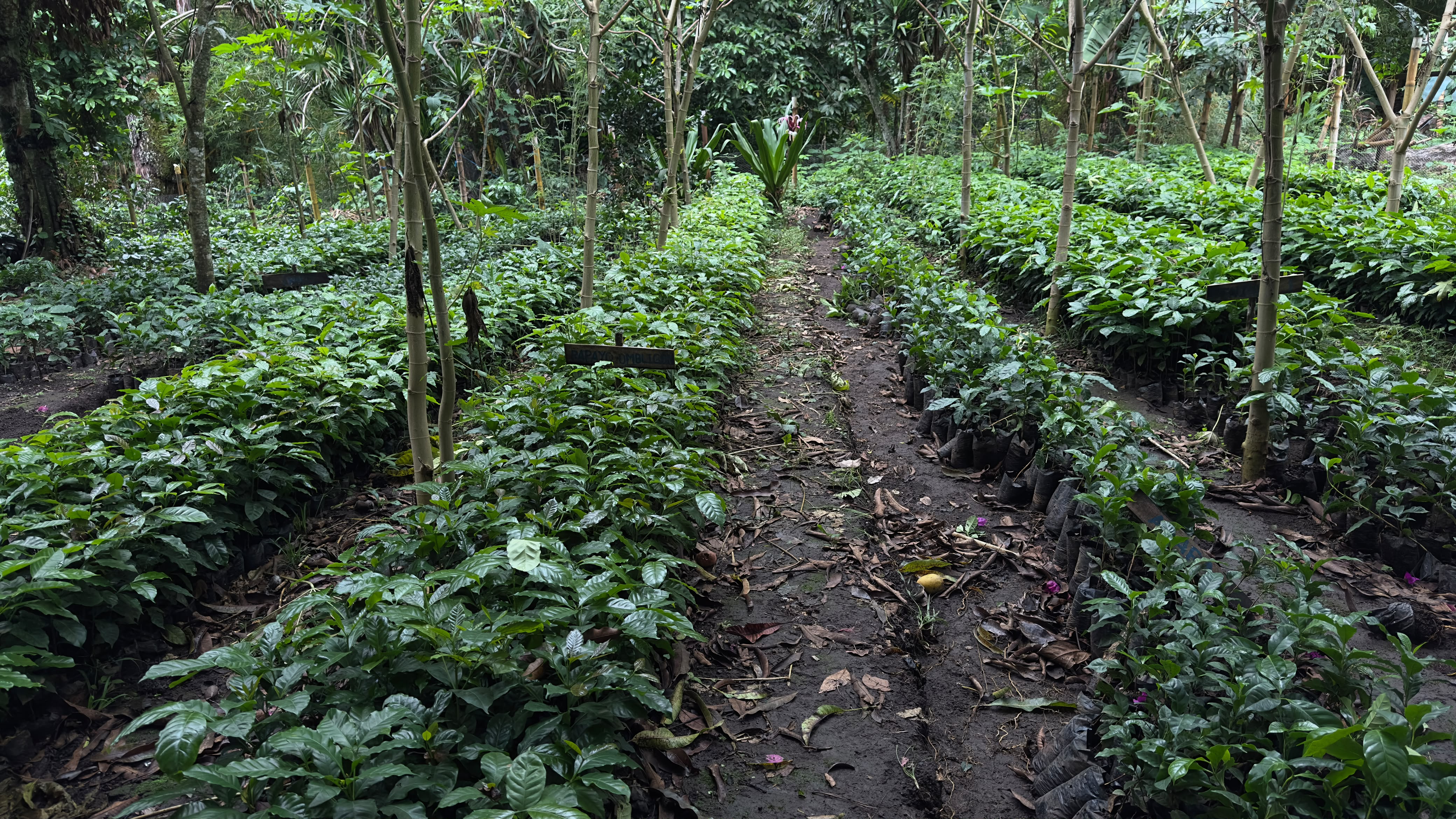 Sendero entre plantas de café en Juayúa