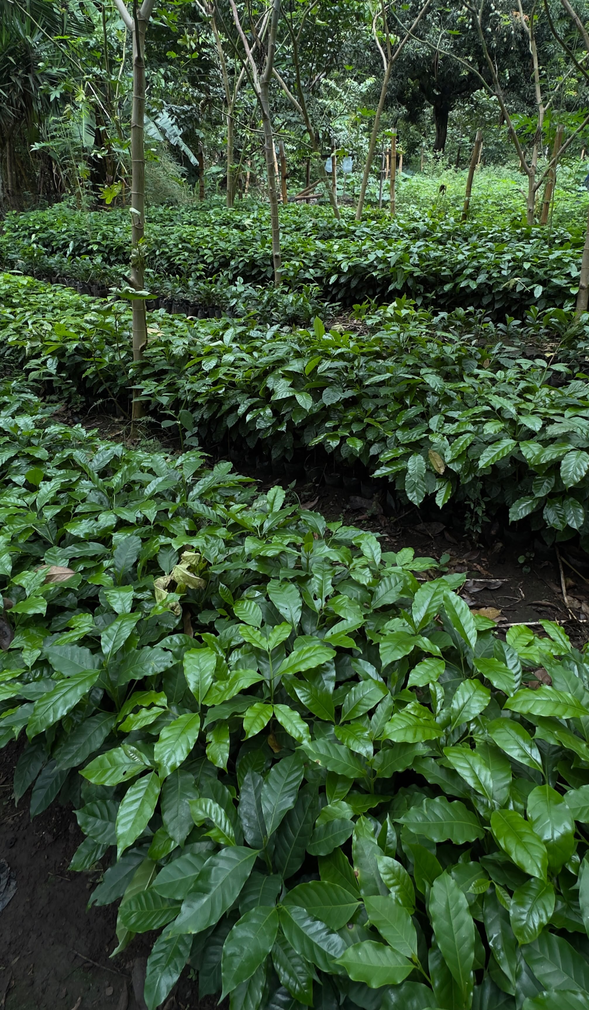 Cultivo de café en finca de Juayúa