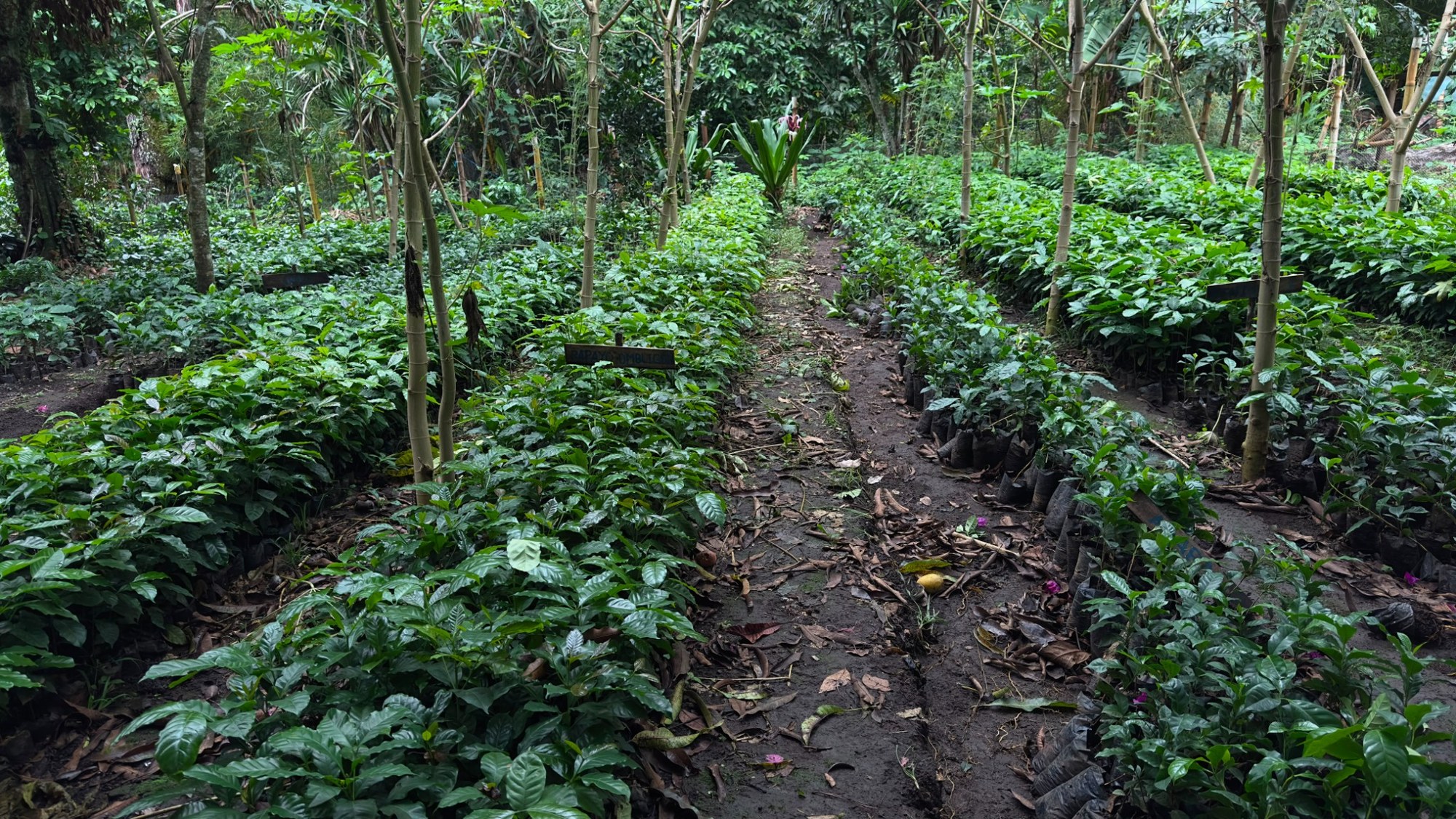 Plantas jóvenes organizadas en un vivero de Apaneca
