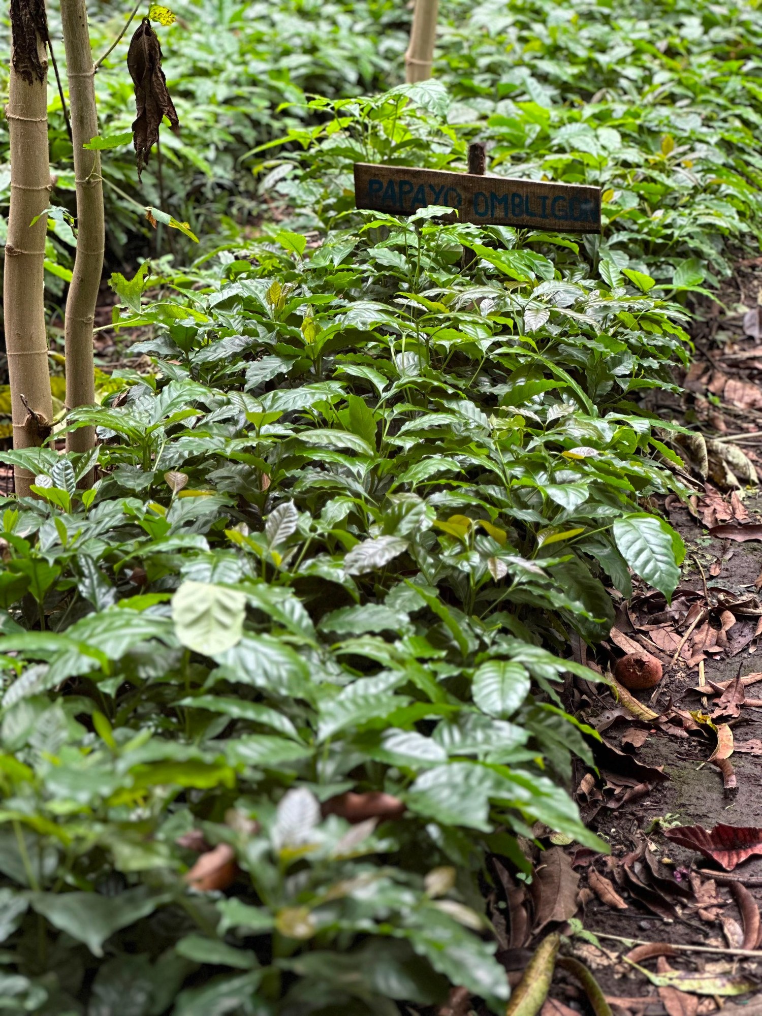 Filas de plántulas en un vivero forestal de Apaneca