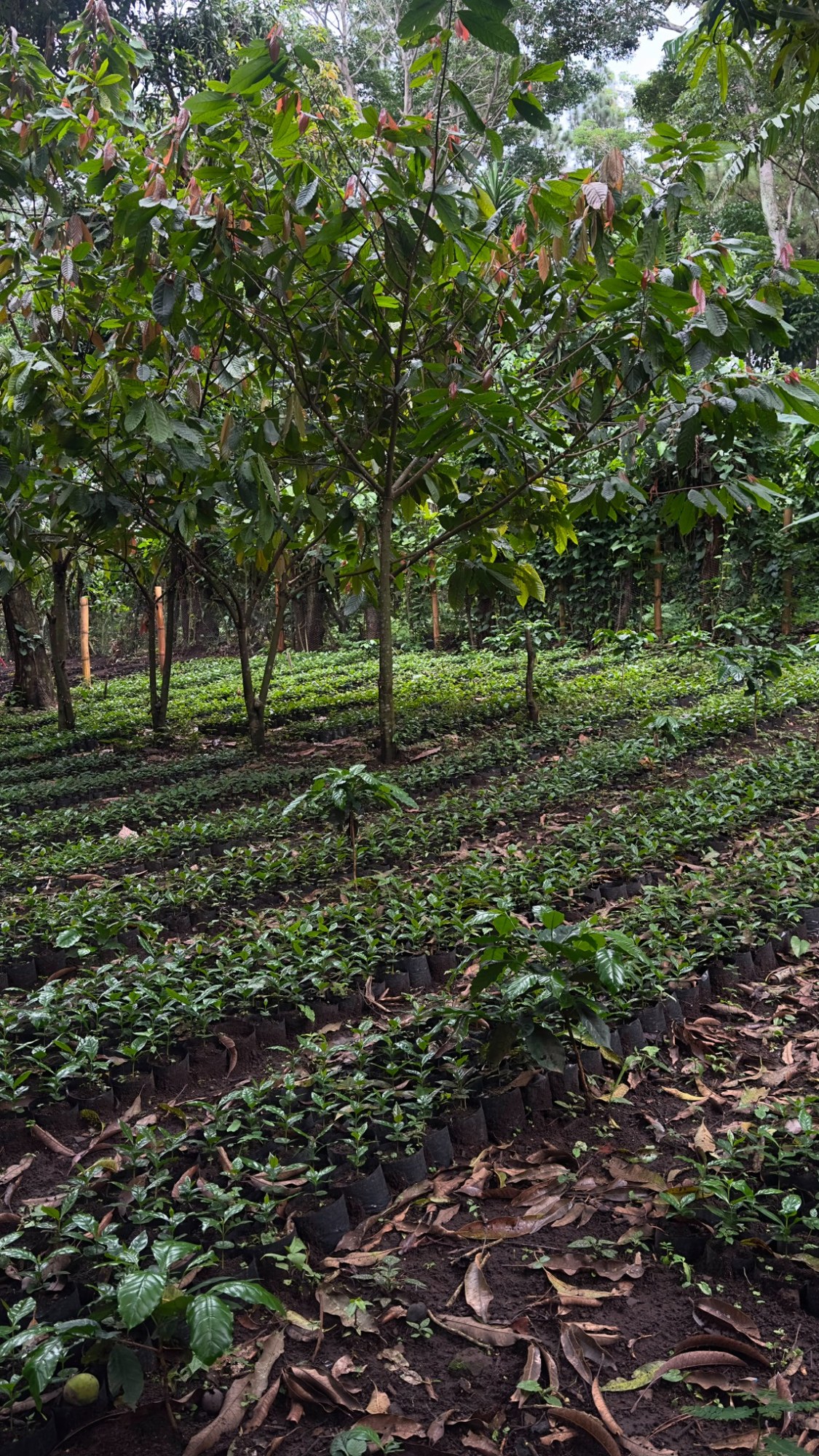 Sendero entre plantas de un vivero ecológico de Apaneca