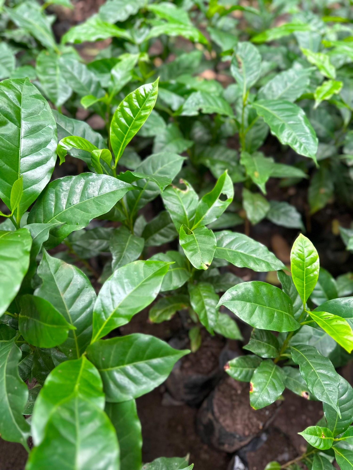 Plantas de café en vivero de Apaneca